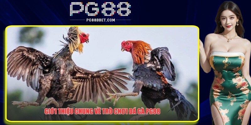 Một số thông tin tổng quan về đá gà PG88 