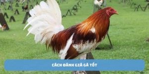 Cách đánh giá gà tốt gà đá hay