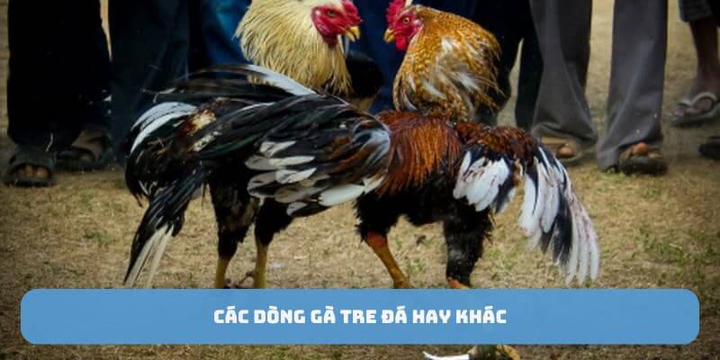 Các dòng gà tre đá hay khác