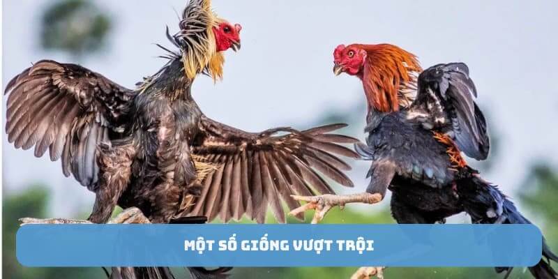 Một số giống top gà tre đá hay nhất